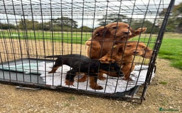 Cocker Spaniel dogs for sale: Working cocker spaniel - champion bloodlines  - Image 31