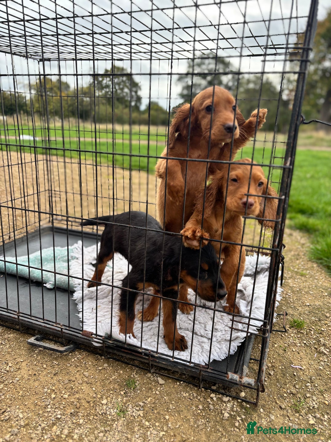 Cocker Spaniel dogs for sale: Working cocker spaniel - champion bloodlines  - Image 31