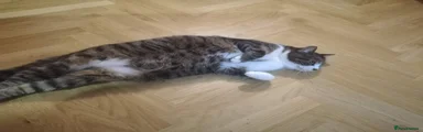 Cat 1