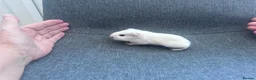 Guinea Pig rodents for sale: Guinea pigs available  - Advert 3