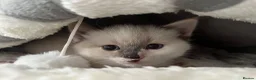 Mixed Breed cats for sale: Beautiful Ragdoll x kittens for sale  - Advert 12