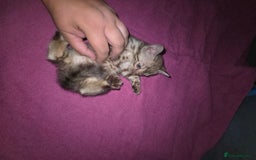Bengal cats for sale:  1 stunning male bengal kitten (reduced price) - Image 7