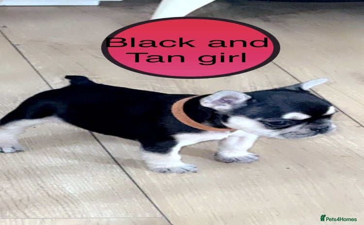 French Bulldog dogs - Advert 6