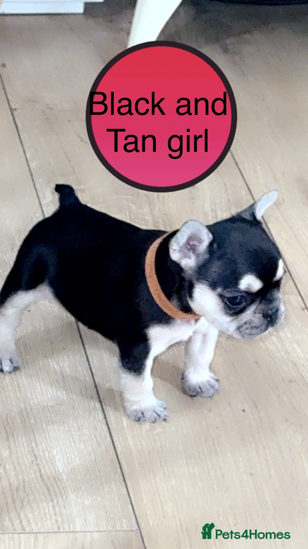 French Bulldog dogs for sale: FRENCH BULLDOG PUPPIES READY NOW!   🐾 - Image 16
