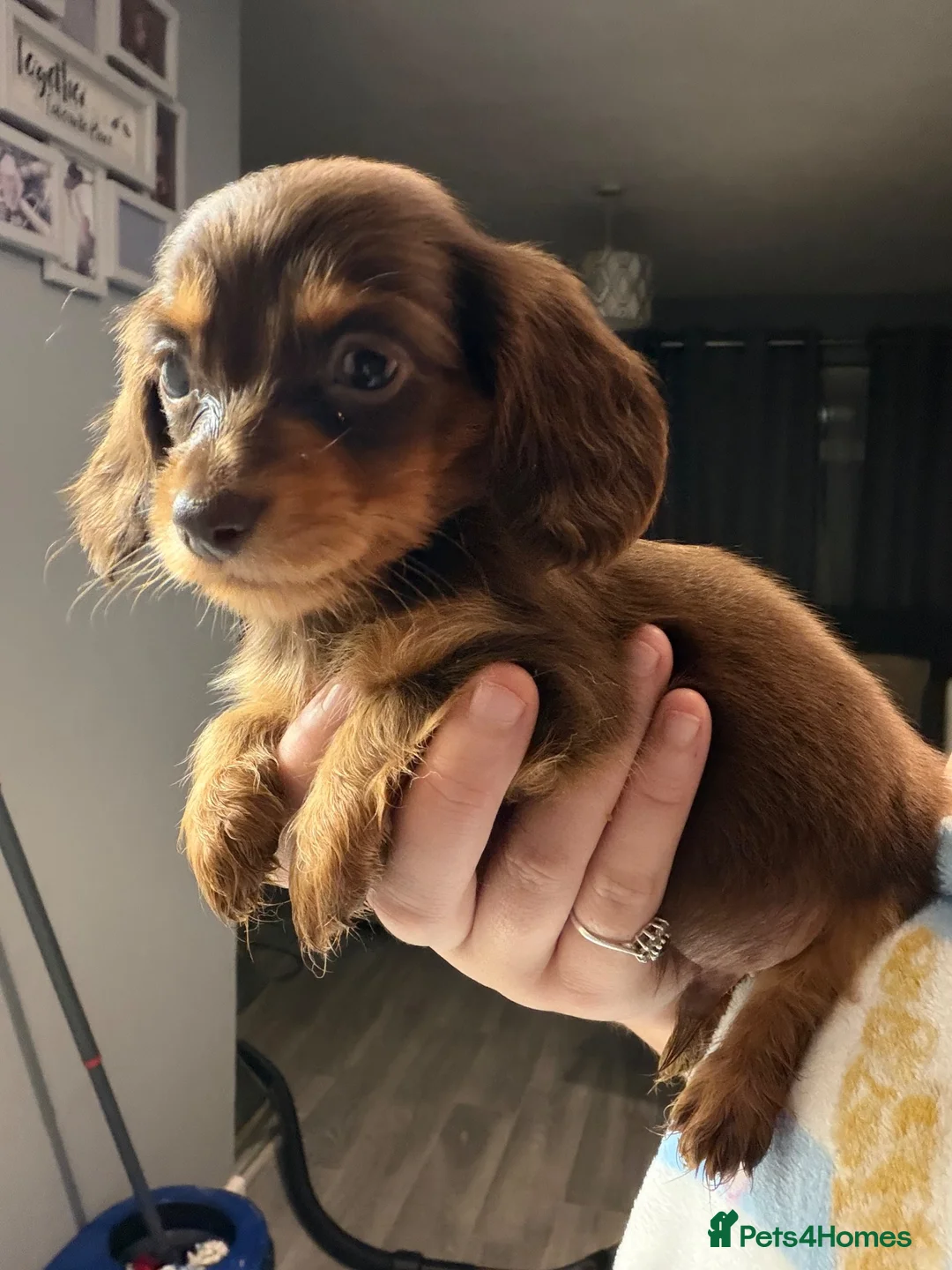 Miniature Dachshund dogs for sale: Miniature long haired dachshund  - Advert 2