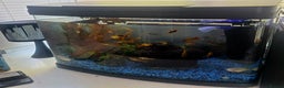 Platies fish for sale: Platies (Tank Included)  - Advert 1
