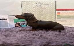 Miniature Dachshund dogs for sale: 5 kc reg PRA CLEAR MINI DACHSHUNDS - Advert 4