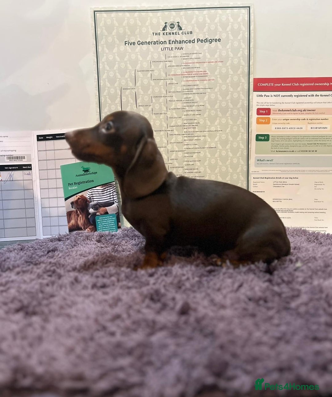 Miniature Dachshund dogs for sale: 5 kc reg PRA CLEAR MINI DACHSHUNDS - Advert 4
