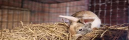 Mini Lop rabbits for sale: Gorgeous, friendly, ginger mini lop boys ready now - Advert 4