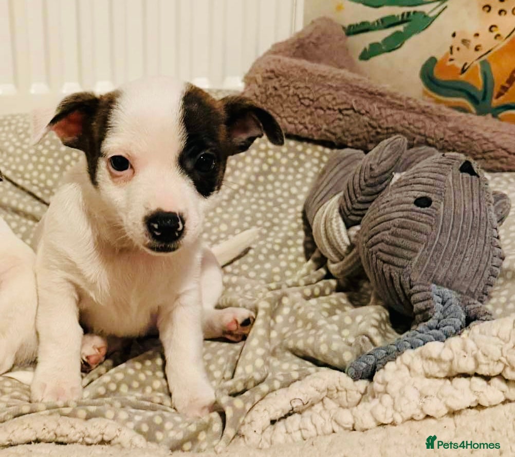 Mixed Breed dogs Last little girl puppy - Advert 3