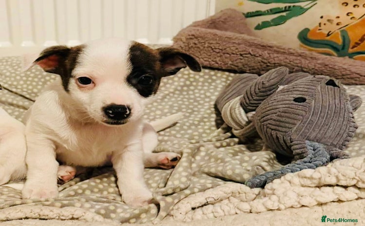 Mixed Breed dogs - Advert 1