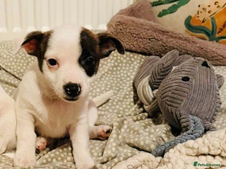 Mixed Breed dogs Last little girl puppy - Advert 3