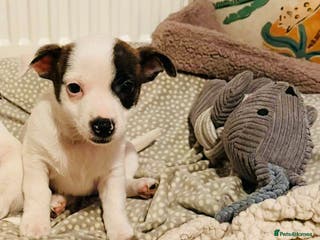 Mixed Breed dogs Last little girl puppy - Advert 3