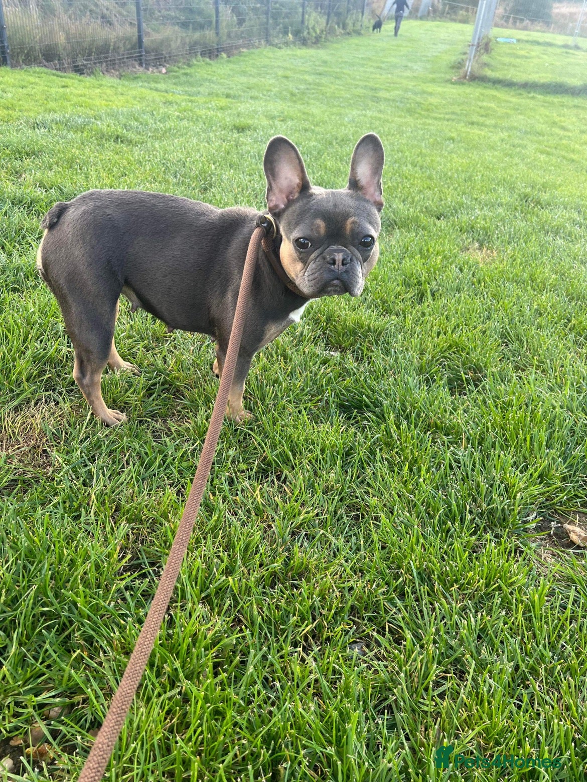 French Bulldog dogs 5 year French bulldog  - Advert 5