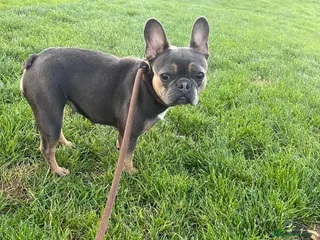French Bulldog dogs 5 year French bulldog - Advert 5