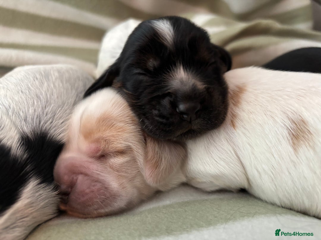 Cocker Spaniel dogs for sale: Beautiful Cocker Spaniel Puppies - Advert 4