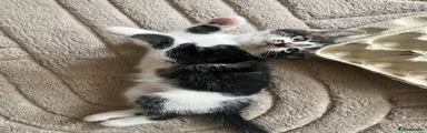 Mixed Breed 2