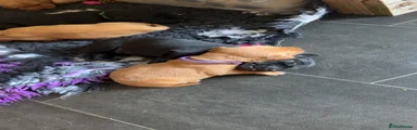 Labrador Retriever 3