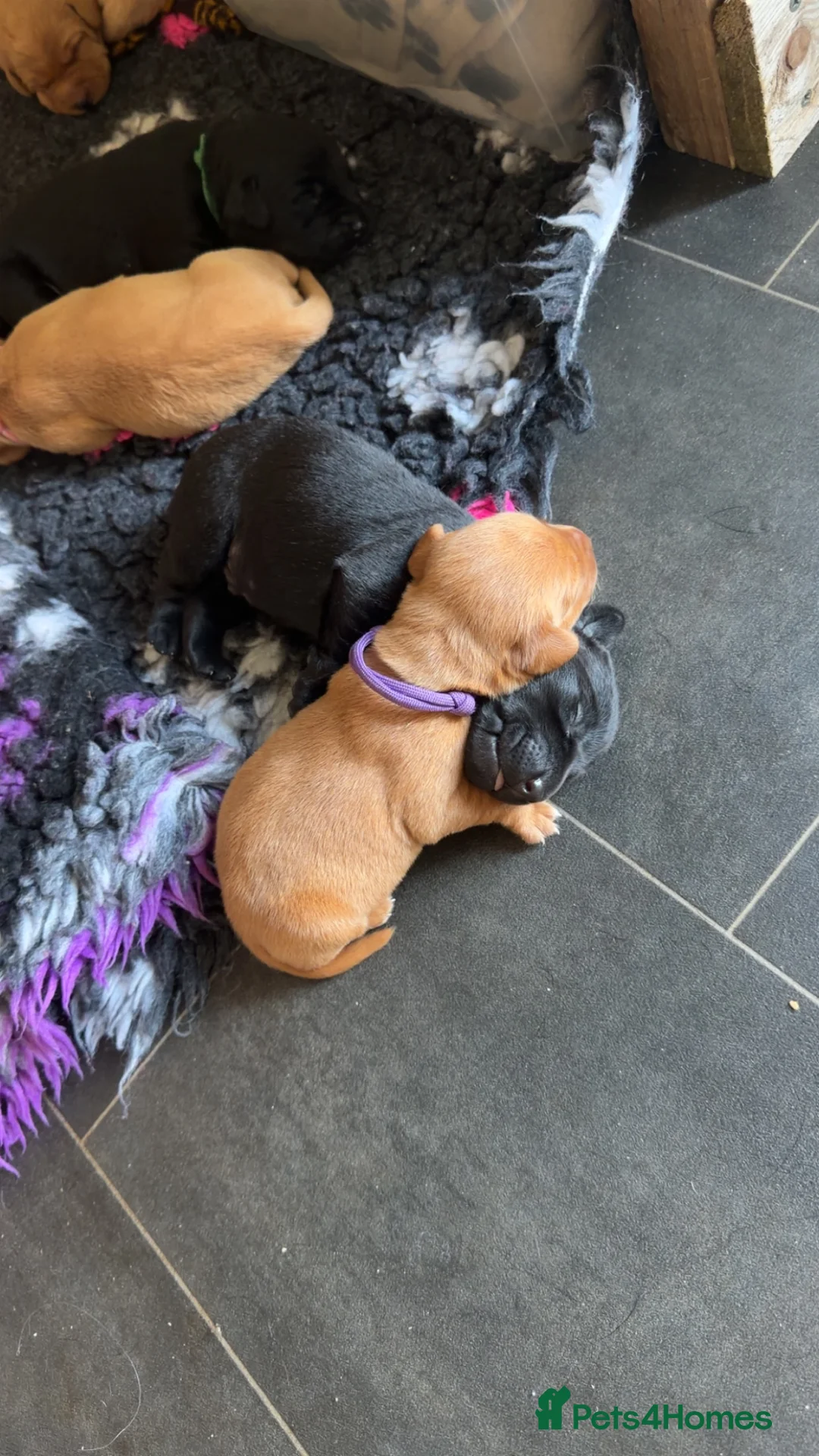 Labrador Retriever dogs for sale: Beautiful Labrador Retriever Puppies in Tiverton - Advert 2