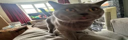 British Shorthair cats for sale: 1x British Shorthair| 2x Bengal Cats  - Advert 17