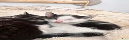 Bombay cats for sale: Beautiful Kittens Ready for Loving Homes - Advert 20