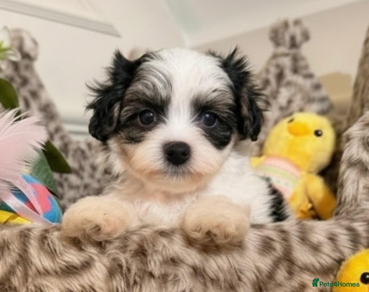 Maltipoo dogs 🌟 DNA tested tea cup Maltipoos  - Advert 5