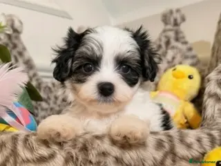 Maltipoo dogs 🌟 DNA tested tea cup Maltipoos - Advert 5