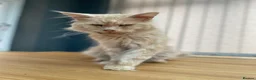 Maine Coon cats for sale: 💙 TICA ®️ Proven -  Red Smoke/ White Maine Coon  - Advert 11