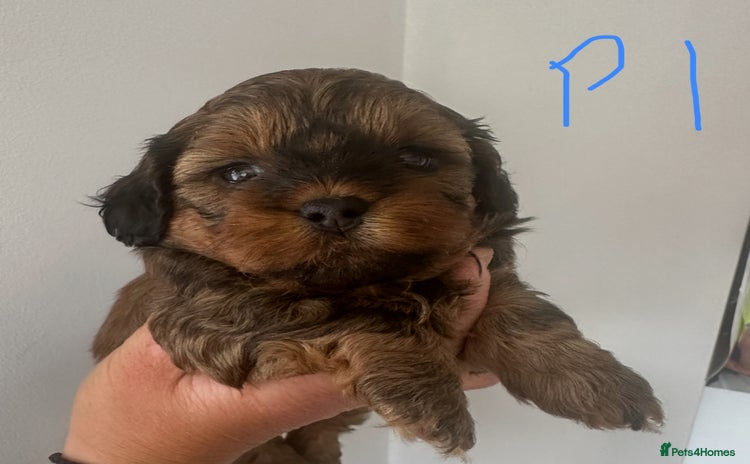 Shihpoo dogs - Advert 4