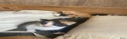 Mixed Breed cats for sale: 10 friendly kittens - Advert 6