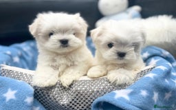Maltese dogs for sale: Tiny Exquisite Full Korean Bambelina Maltese. - Image 3