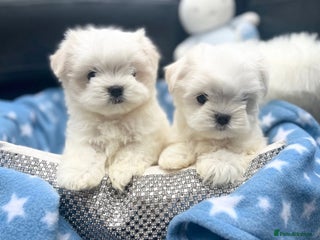 Maltese dogs Tiny Exquisite Full Korean Bambelina Maltese. - Advert 15
