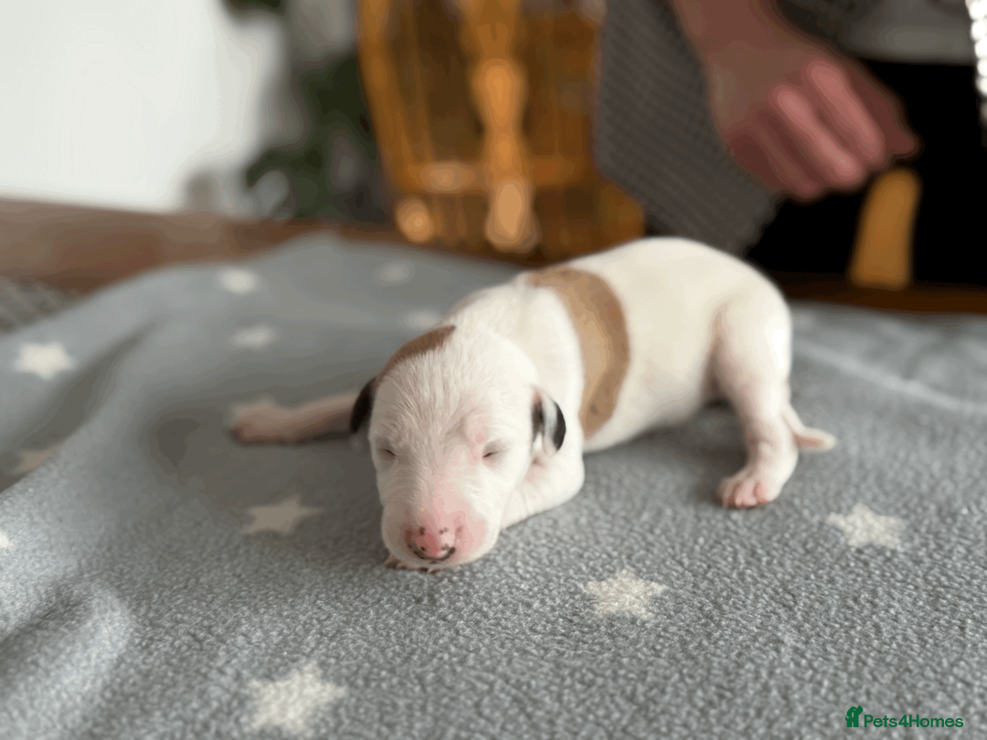 Whippet dogs for sale: KC Registered Small Whippet Puppies  - Advert 14