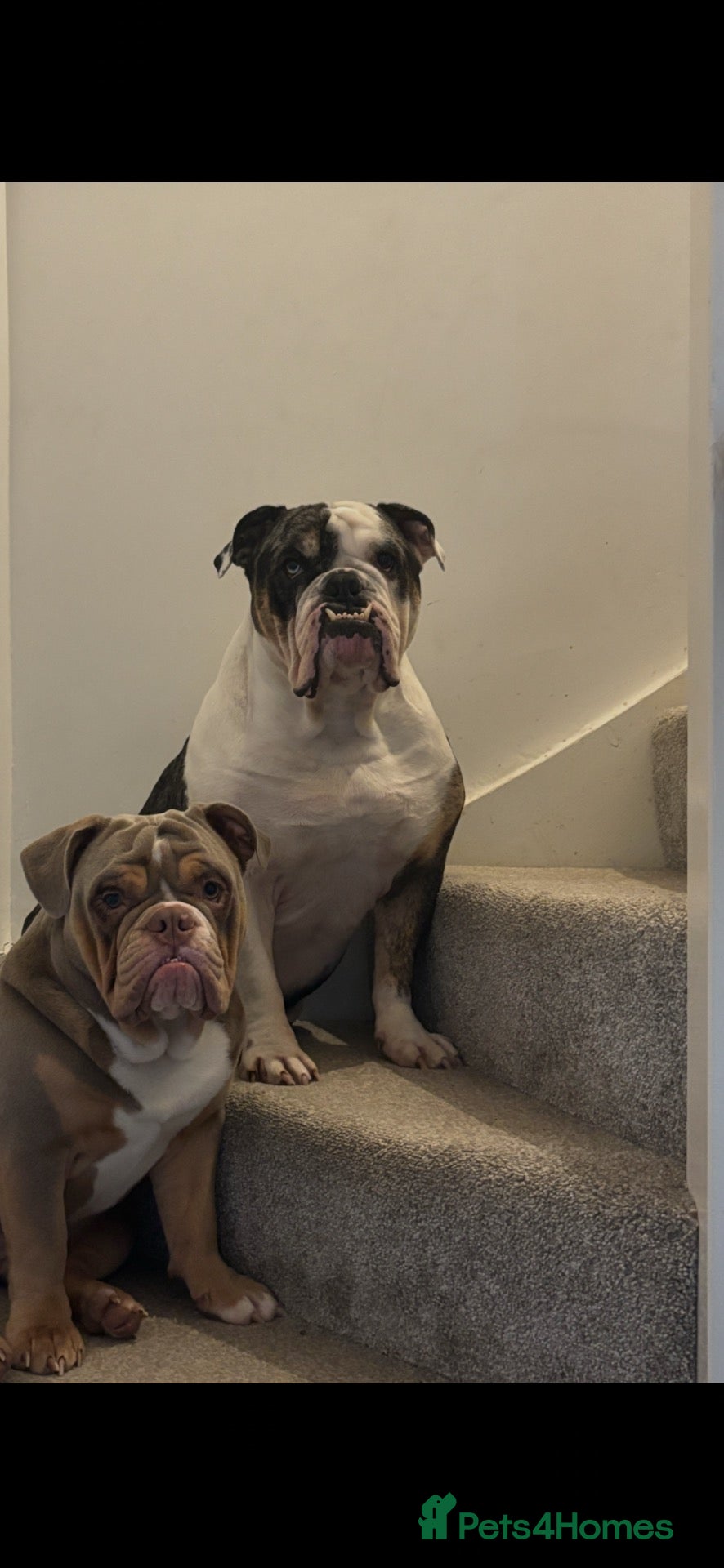 Olde English Bulldogge dogs Olde English Bulldog - Big Frankie - Advert 2