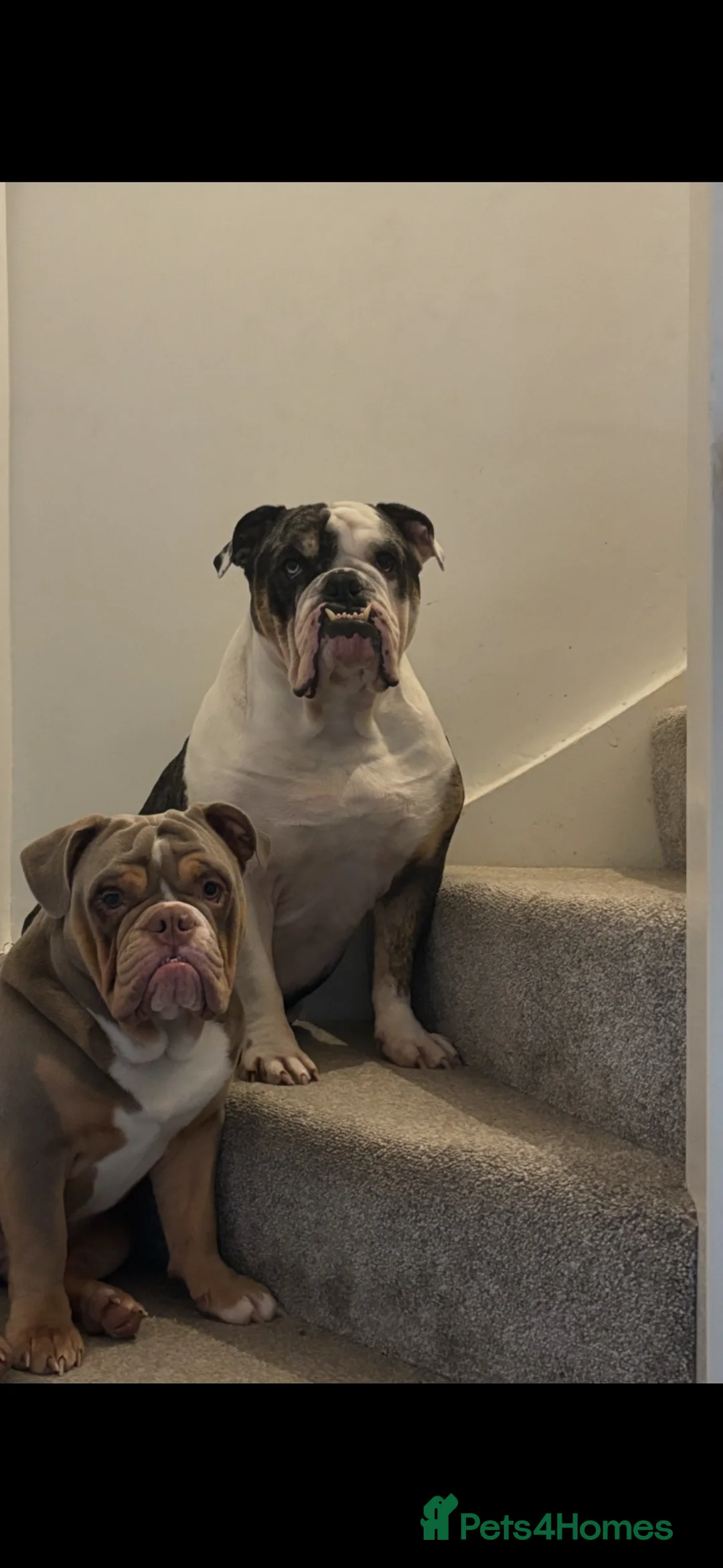 Olde English Bulldogge dogs for stud: Olde English Bulldog - Big Frankie - Advert 2
