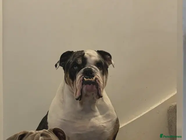Olde English Bulldogge dogs for stud: Olde English Bulldog - Big Frankie - Advert 2