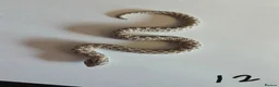 Snake reptiles for sale: Western Hognose Babies - Normal and Axanthics - Advert 15