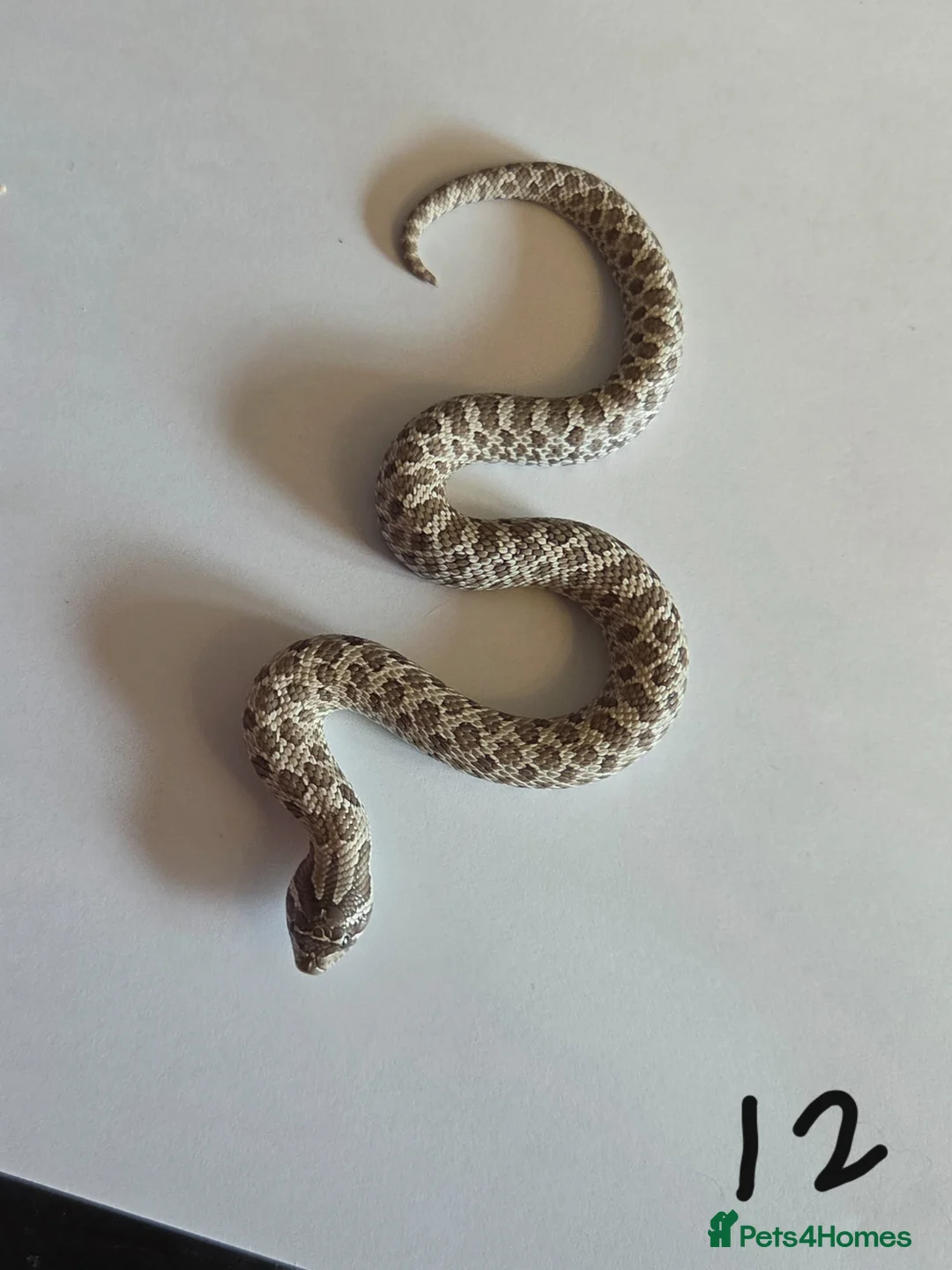 Snake reptiles for sale: Western Hognose Babies - Normal and Axanthics - Advert 15