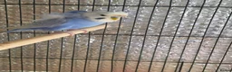 Budgerigars birds for sale: Beautiful pair of helicopter budgies  - Advert 7