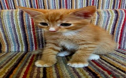 Mixed Breed cats for sale: 5 beautiful kittens for sale - Image 4