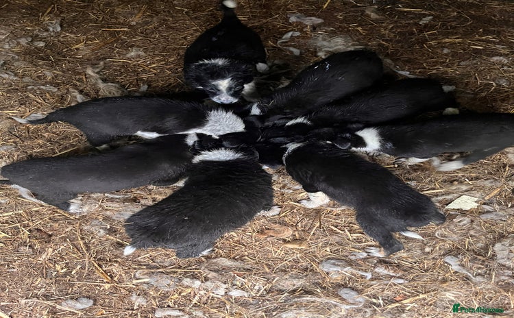 Border Collie dogs - Advert 1