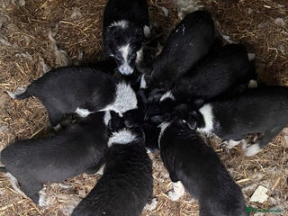 Border Collie dogs - Advert 1