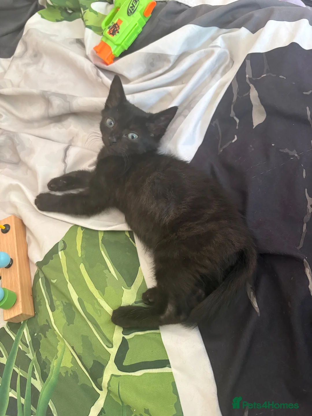 Mixed Breed cats for sale: 2 kittens one male one female  - Advert 2