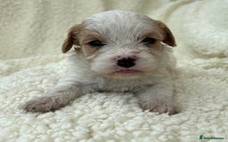 Cavachon dogs for sale: Beautiful Cavashon puppies  - Image 11