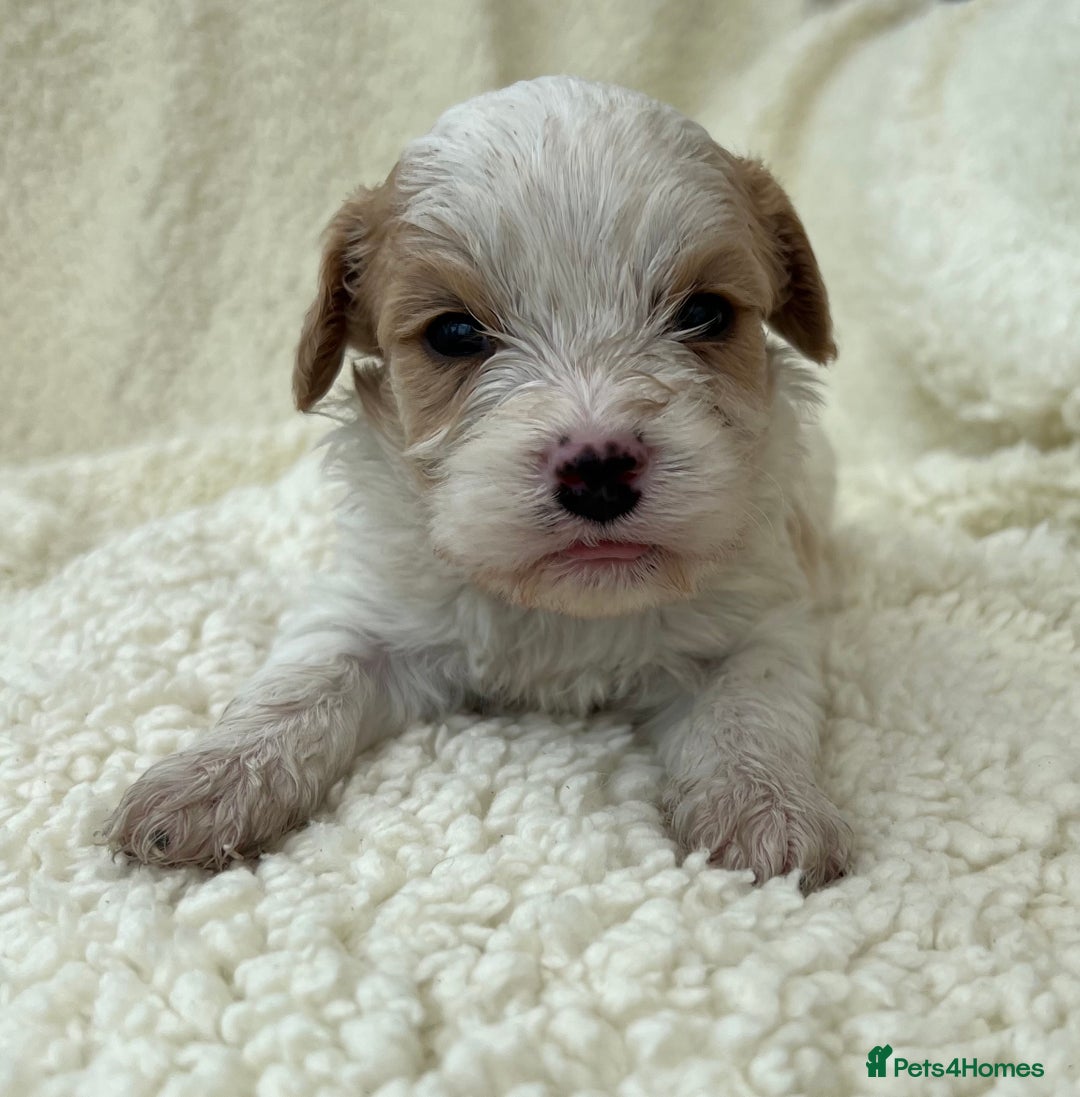 Cavachon dogs for sale: Beautiful Cavashon puppies  - Image 11