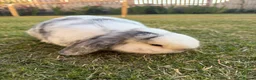 Mini Lop rabbits for sale: 2 Beautiful Mini Lop Rabbits with Premium Hutch - Advert 7
