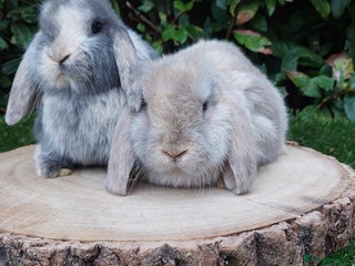 Mini Lop rabbits Mini lop baby rabbits ready to leave - Advert 20