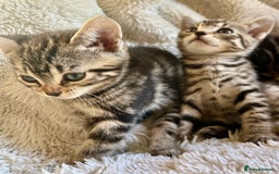 Bengal cats for sale: Glittery Bengal X Kittens With Famous References!  - Image 7
