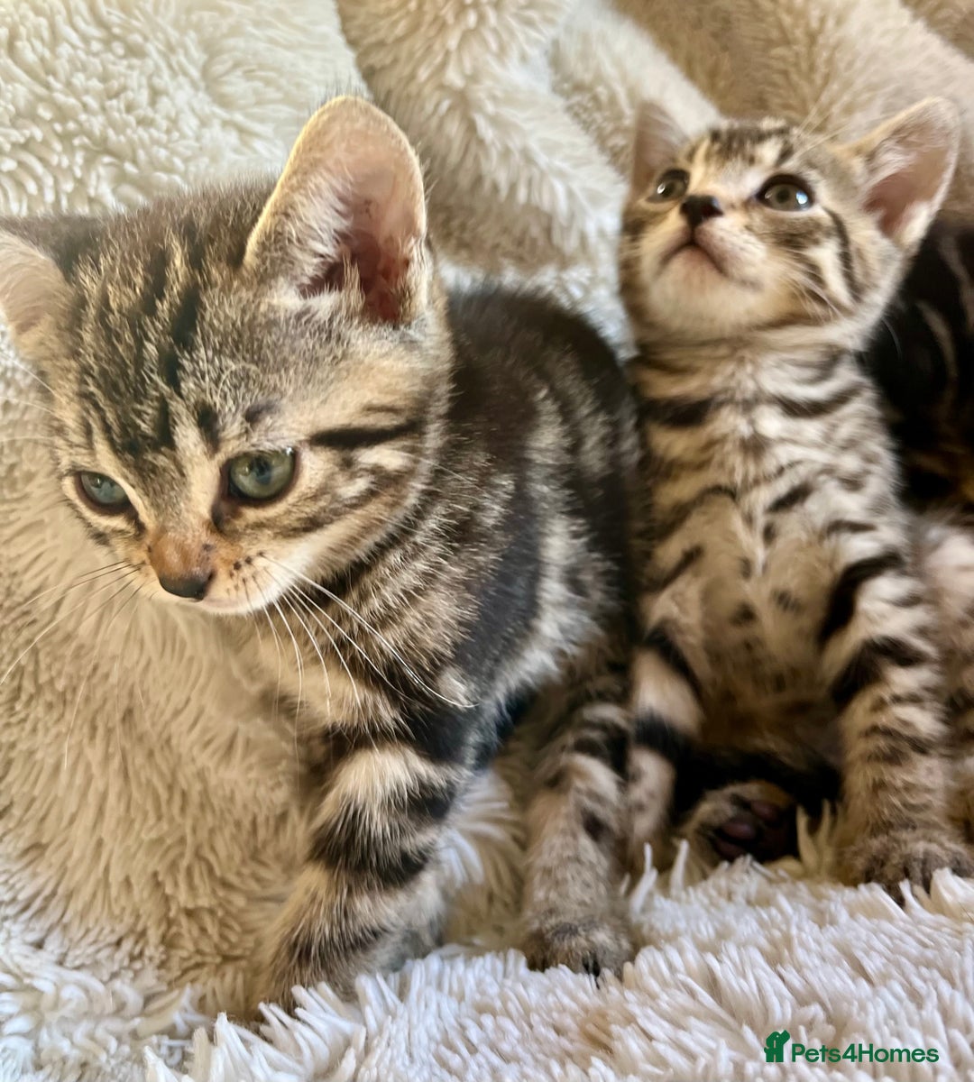 Bengal cats for sale: Glittery Bengal X Kittens With Famous References!  - Image 7