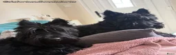 Scottish Terrier dogs for sale: 3 Beautiful KC Registered Scottish Terrier Males🐾 in Stone - Advert 28